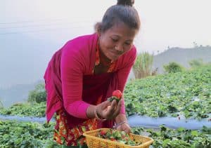 ネパールにおける「いちご農園」誘致