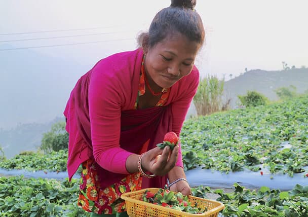 ネパールにおける「いちご農園」誘致